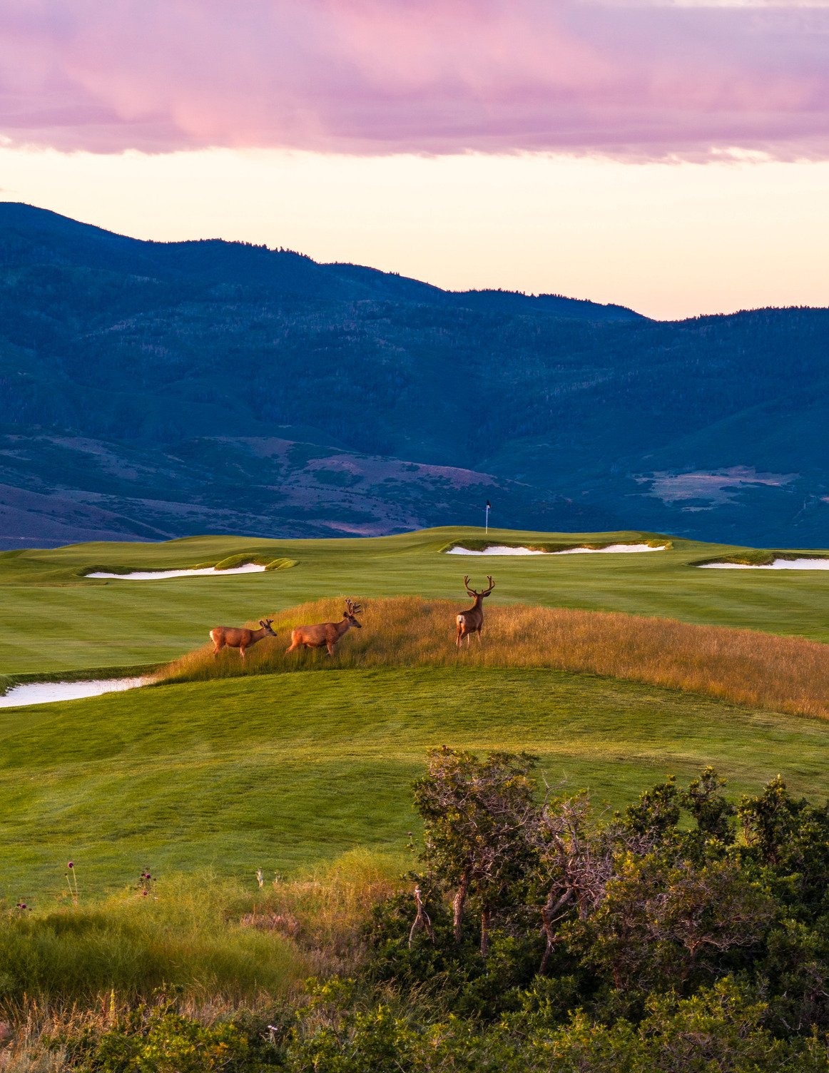 Mule deer on the course at sunset
